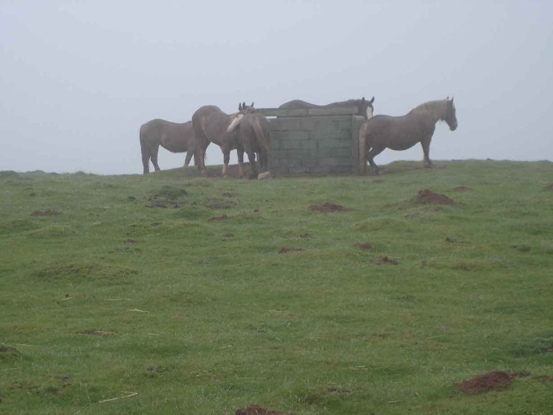 01SaintJean-Roncesvalles14