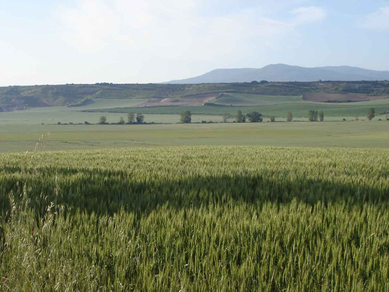 09Sto.Domingo-Belorado613