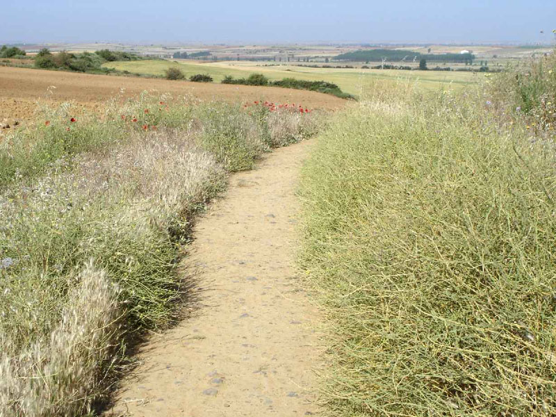 17Teradillo-Sahagun14