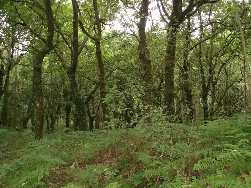 30Sta.Irene-MontedoGozo10